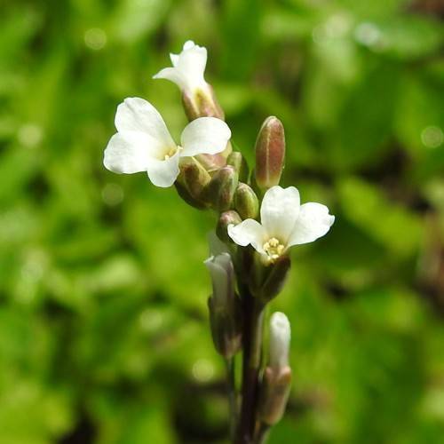 white flowers with yellow stamens, red-lime buds, lime-green leaves on dark-brown stems