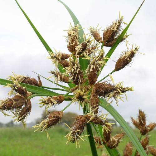 yellow-brown fruits with green leaves and green stems