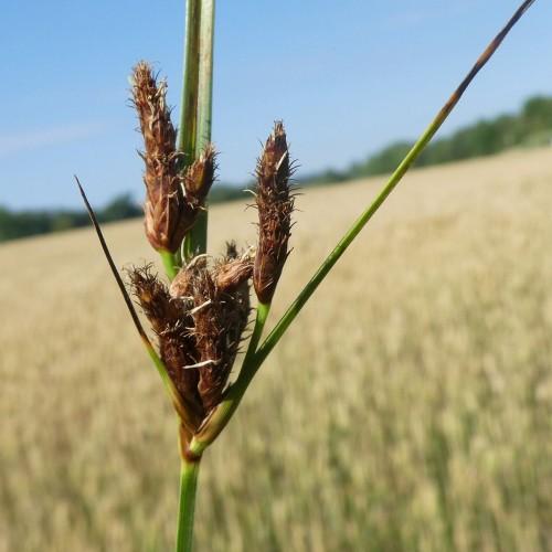 brown spikelets with green leaves and stem