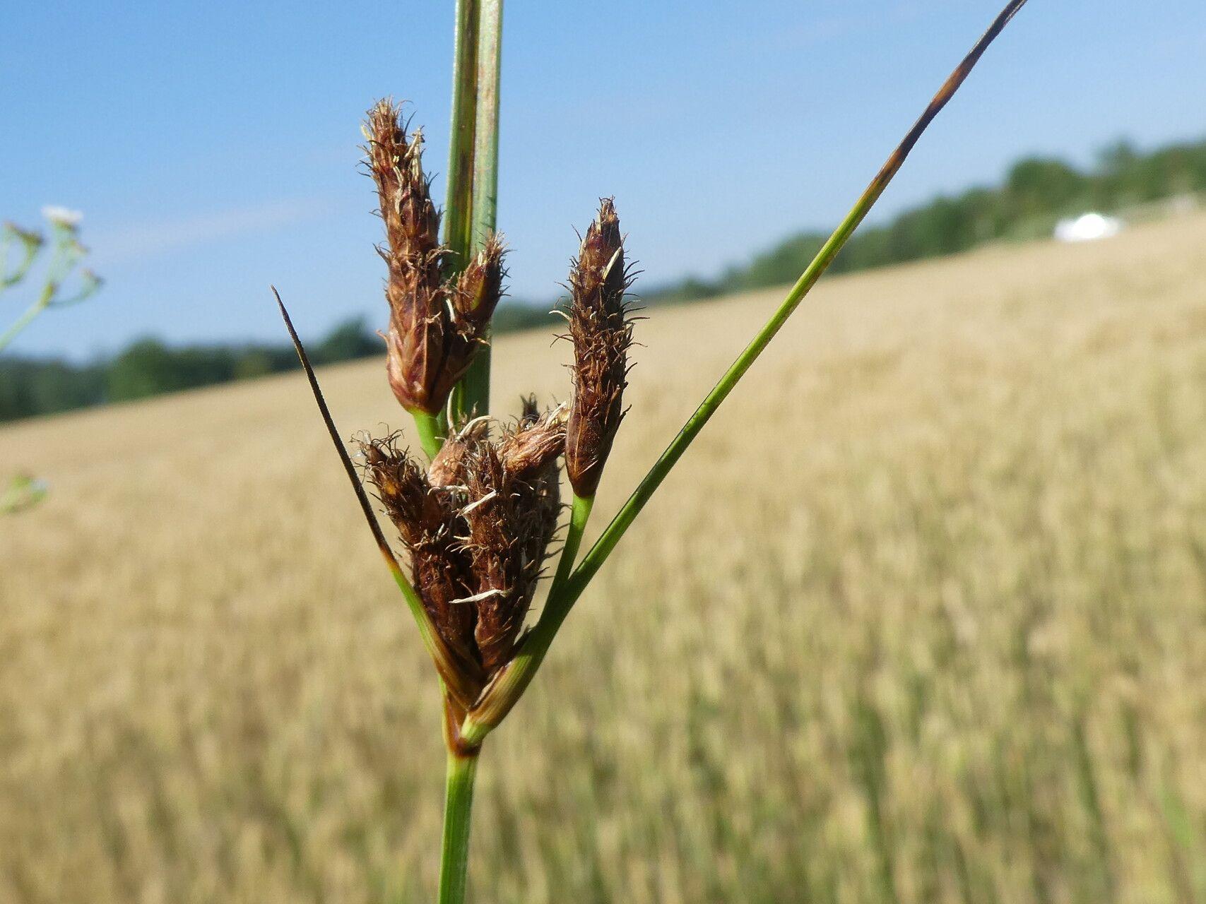 brown spikelets with green leaves and stem