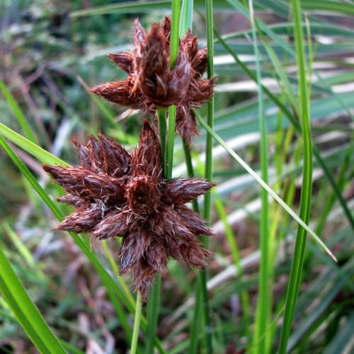 burgundy spikelets with lime-green foliage and stems