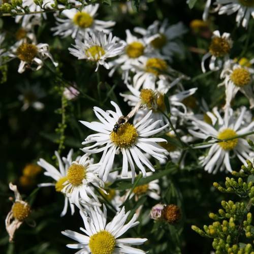 white flowers with yellow center, lime-yellow buds, green leaves and stems