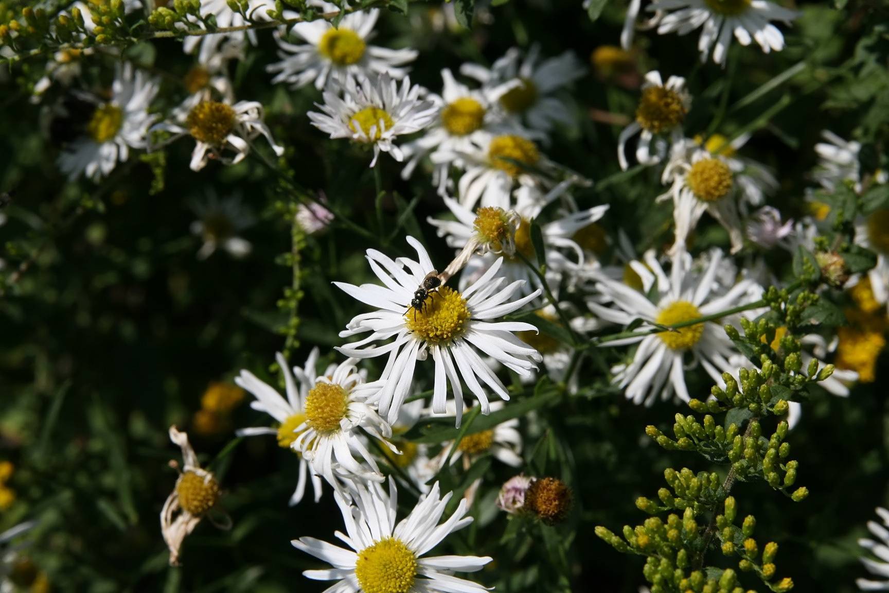 white flowers with yellow center, lime-yellow buds, green leaves and stems