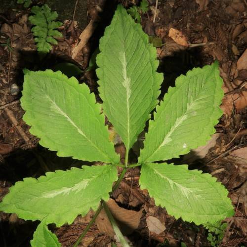 green leaves and stems