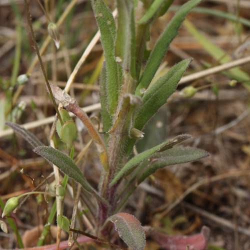 green-brown foliage with beige stems