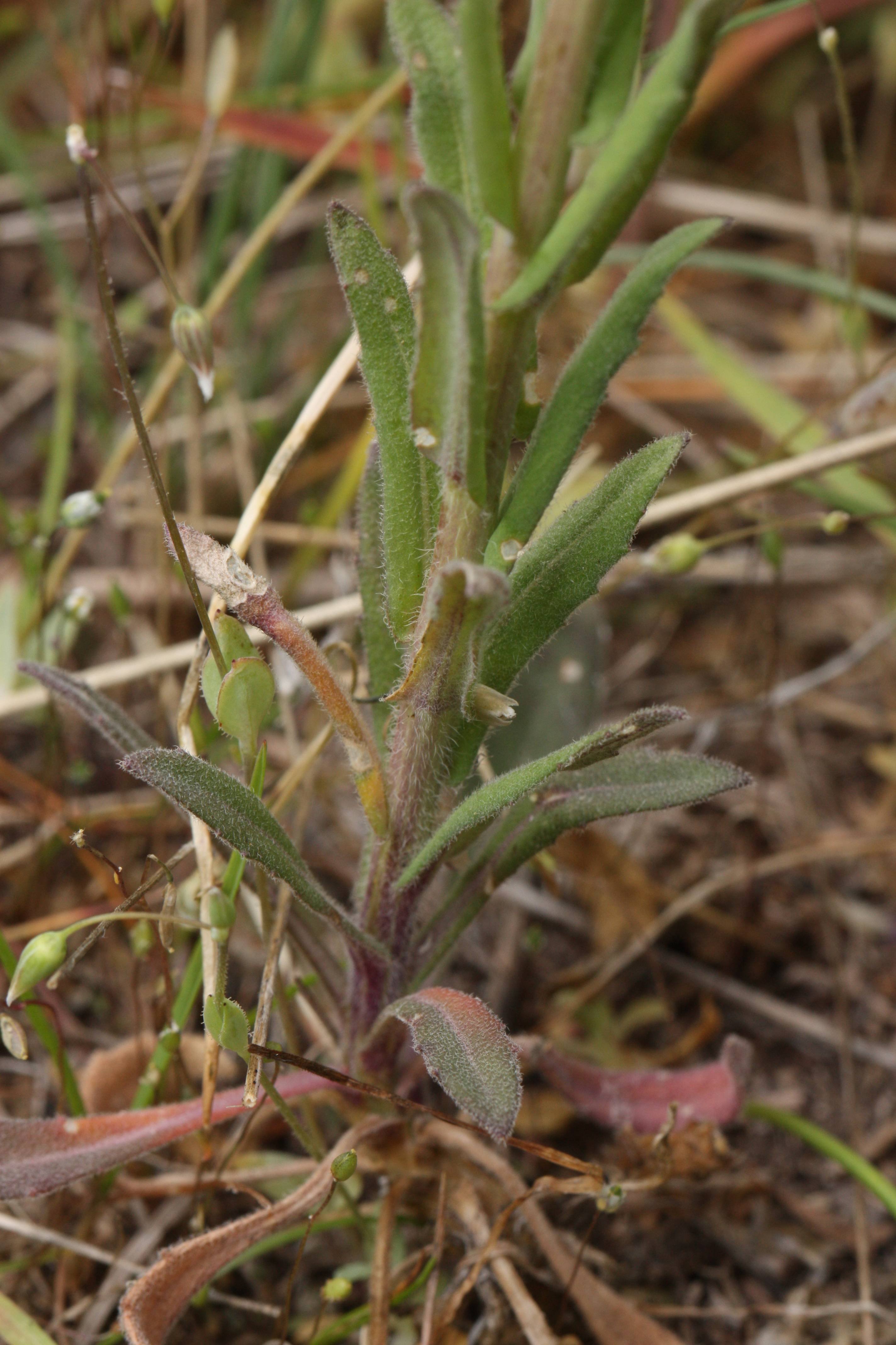 green-brown foliage with beige stems