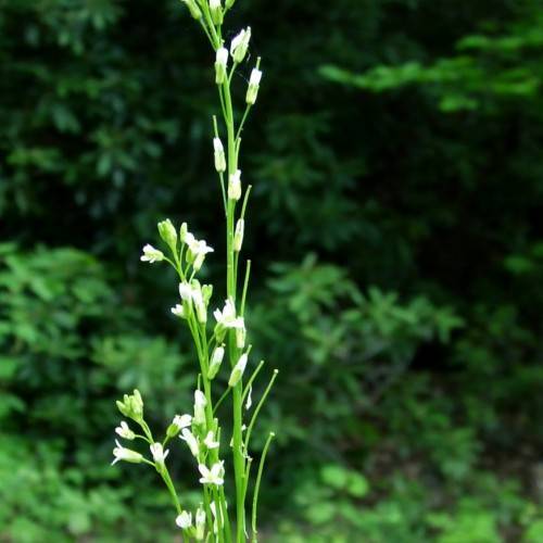 white flowers and green buds with lush-green foliage and stems