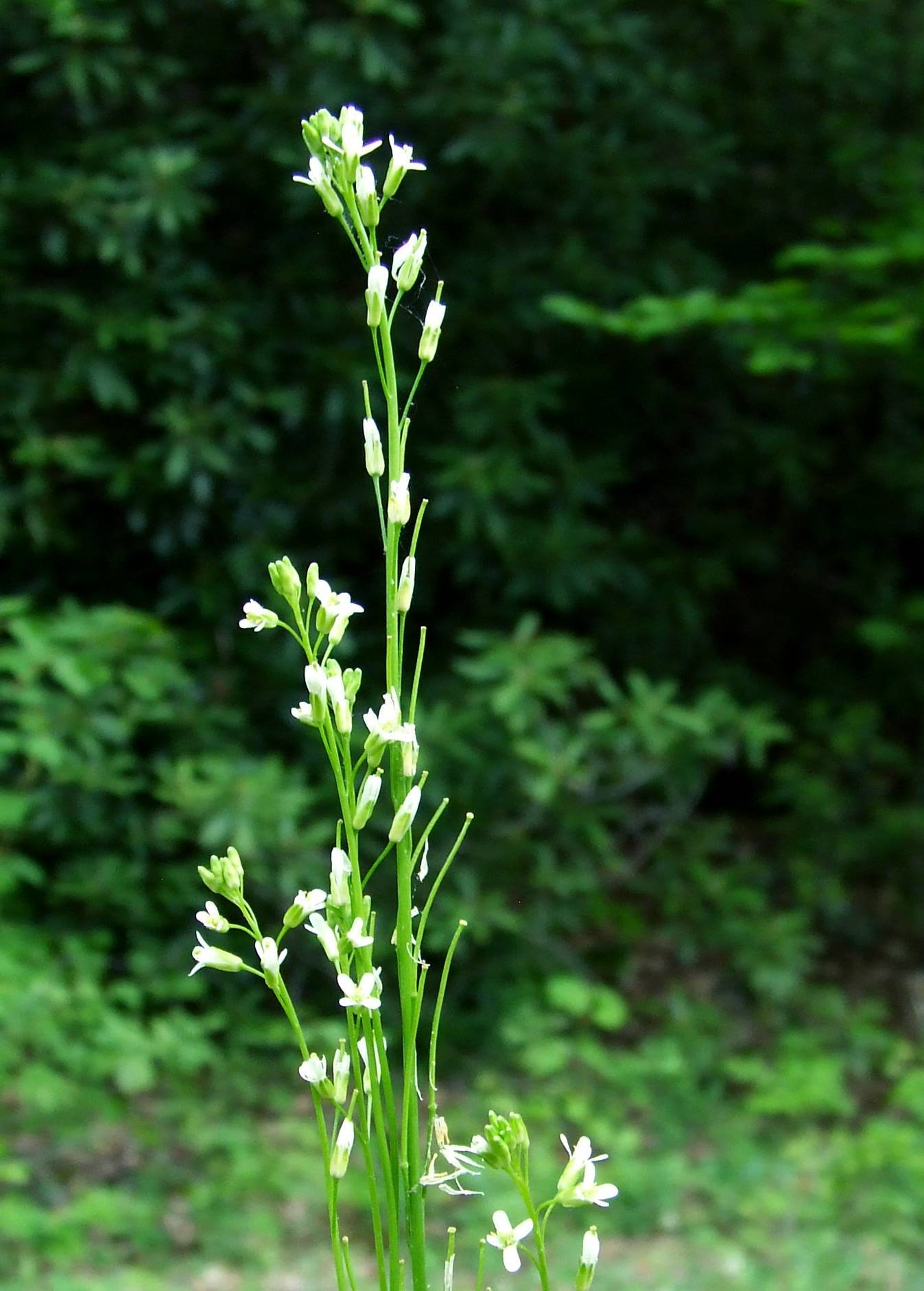 white flowers and green buds with lush-green foliage and stems
