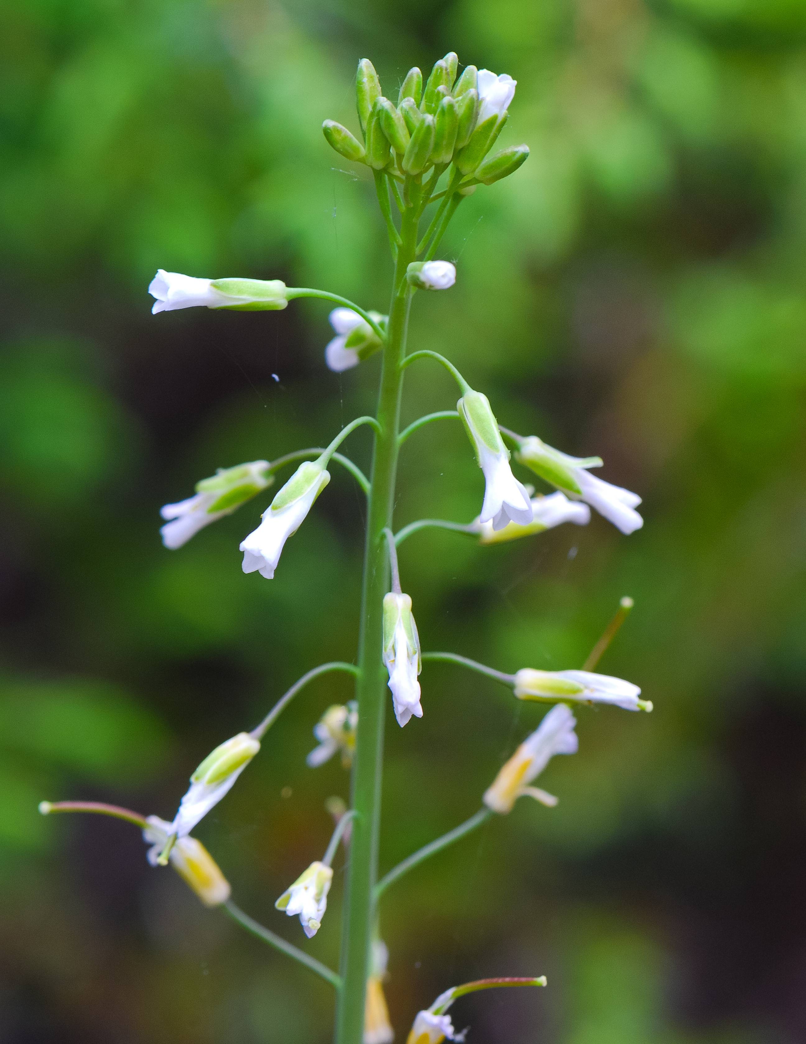 white flowers and white-green buds on green stems
