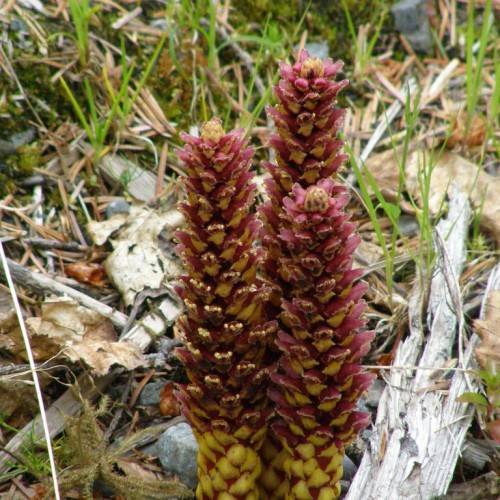 red-yellow cones