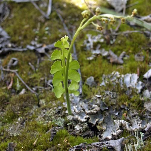 lime leaves with green stems and brown-green fruits