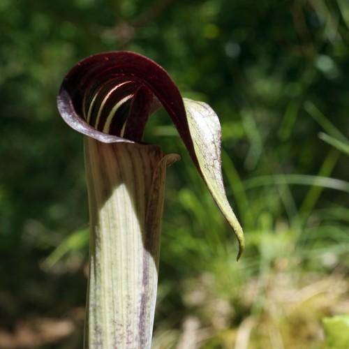 Greenish-white-purple spathe