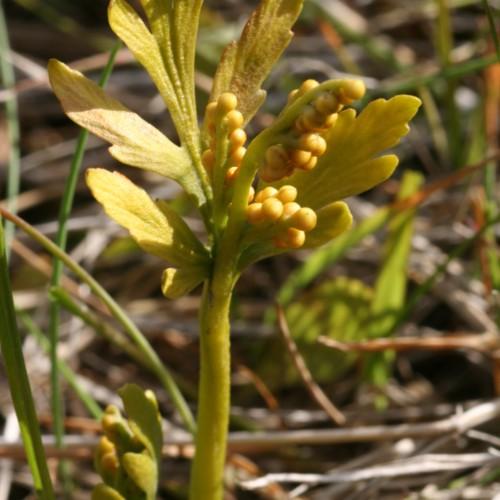lime-yellow leaves, stems and yellow fruits
