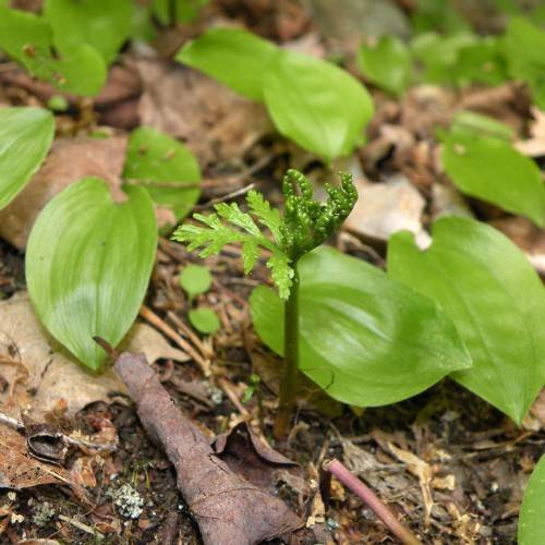 green fruits and lime-green leaves on green-brown stems