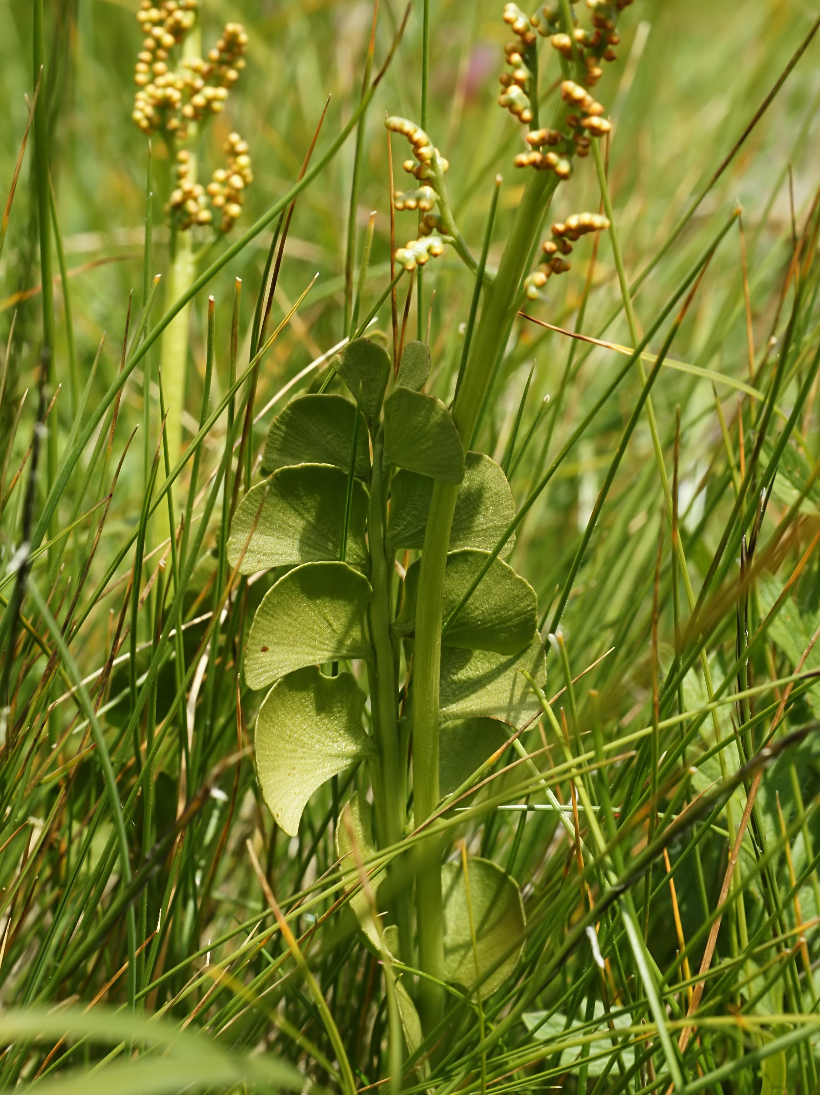 olive leaves, green-brown stems and yellow-brown fruits