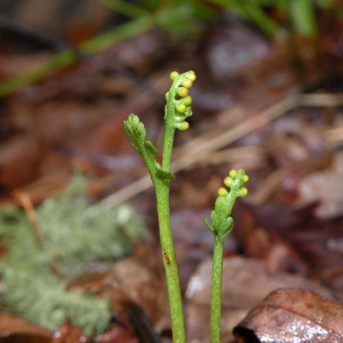 yellow sporangia with green foliage on lime-green stems