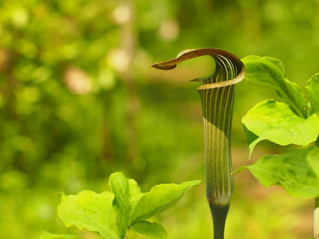 red-lime flower, lime leaves and green stems