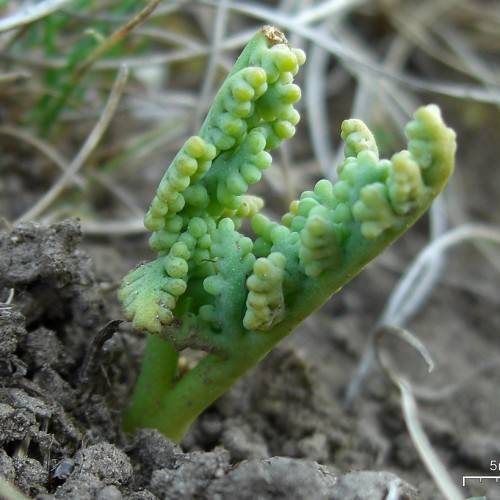 yellow-green sporangia on lime-green stems