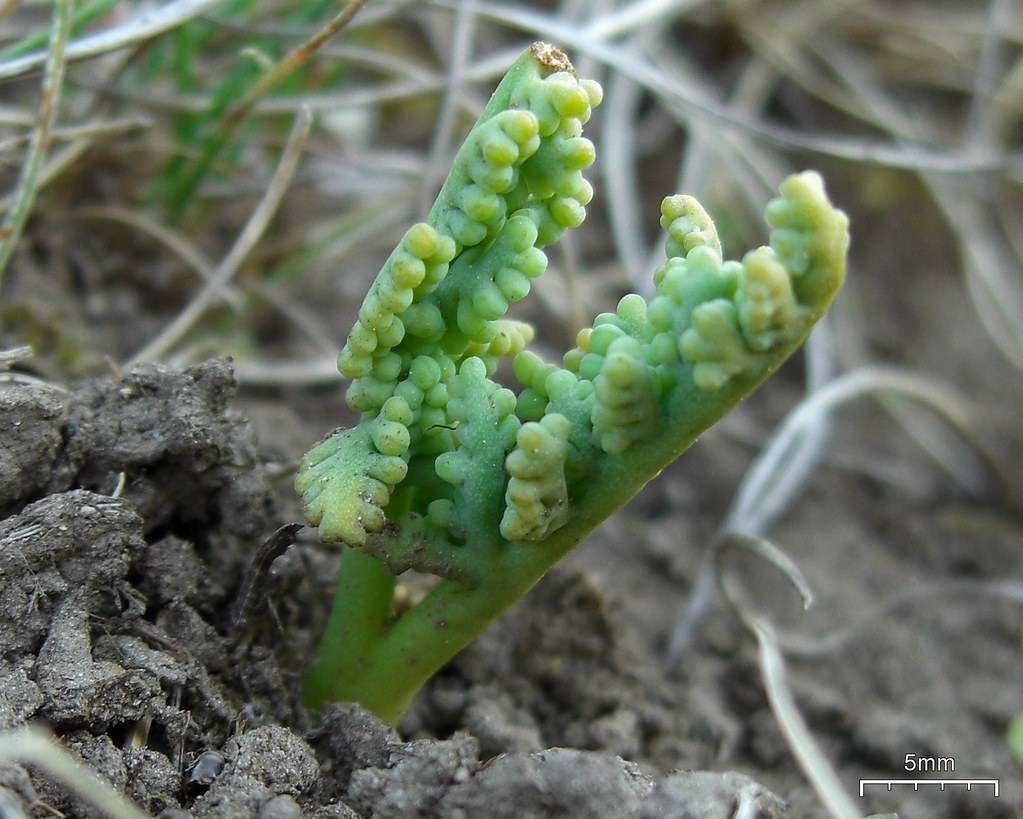 yellow-green sporangia on lime-green stems