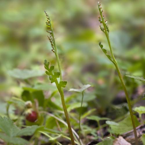 brown sporangia with green leaves and stems
