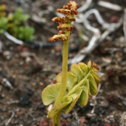 red sporangia with lime foliage and stems