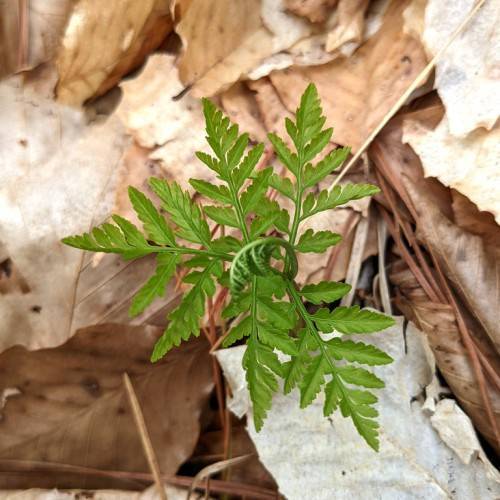 green leaves on green stems