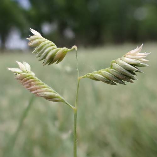 pink-white flowers on yellow-green stems