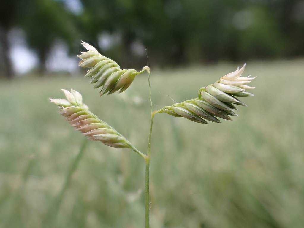 pink-white flowers on yellow-green stems