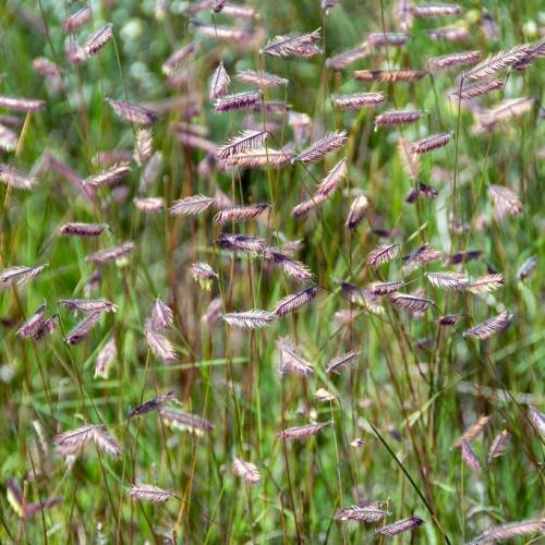 purple-pink flowers with pink hairs, green leaves and brown-green stems