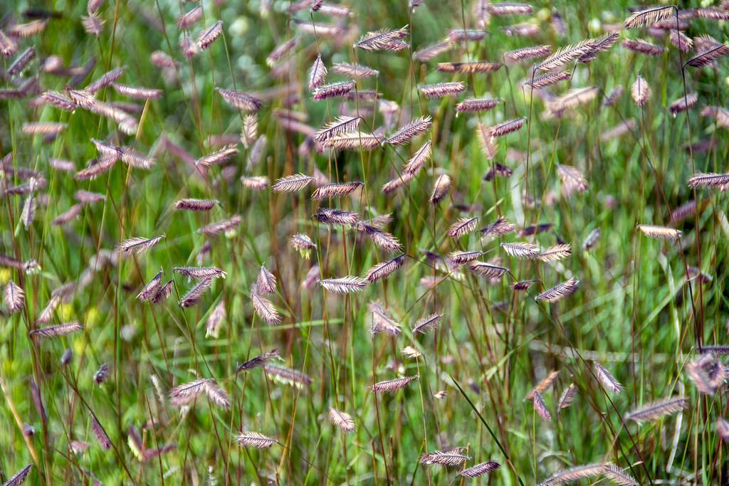 purple-pink flowers with pink hairs, green leaves and brown-green stems