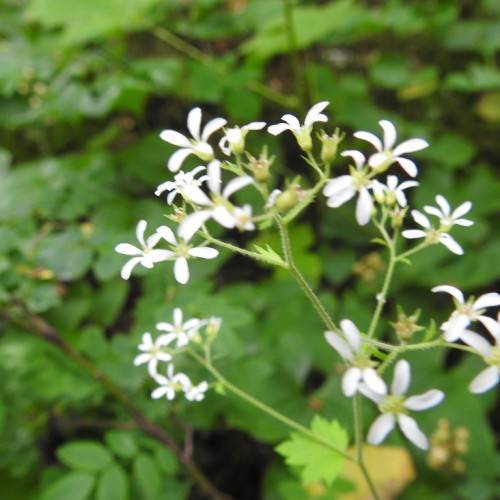 white flowers with lime-yellow center, lime-yellow buds, light-green leaves and stems