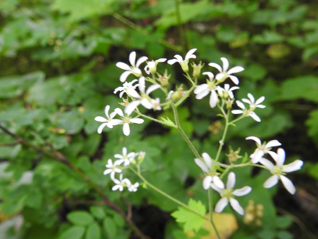 white flowers with lime-yellow center, lime-yellow buds, light-green leaves and stems