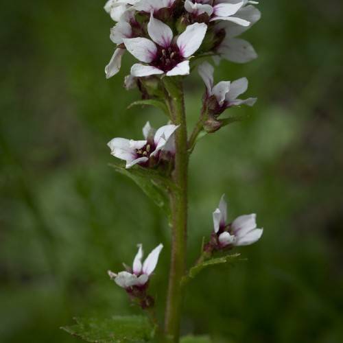 white flowers with dark-purple center, green leaves and red-green stem