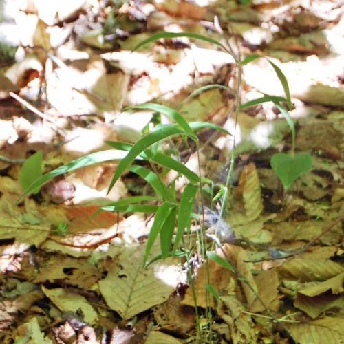 green leaves with light-green stems
