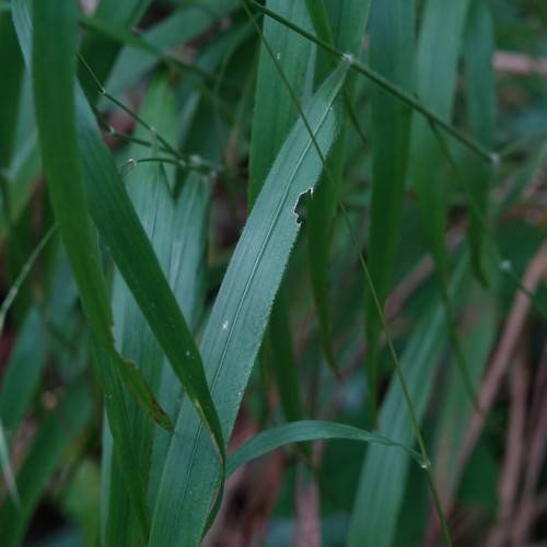 green leaves