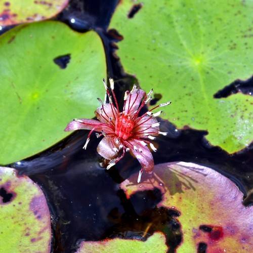 silver-pink flower with red center, red filaments, white anthers and green-purple leaves