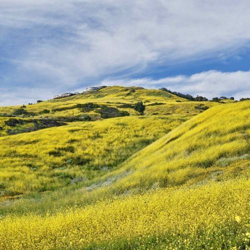 yellow flowers
