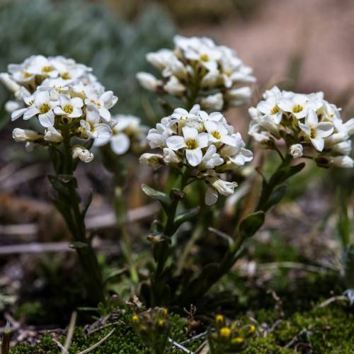 white flowers with yellow center, dark-green leaves and stems