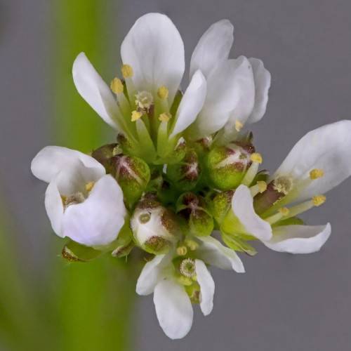 white flowers with lime-white filaments, yellow anthers, white buds and lime-purple sepals