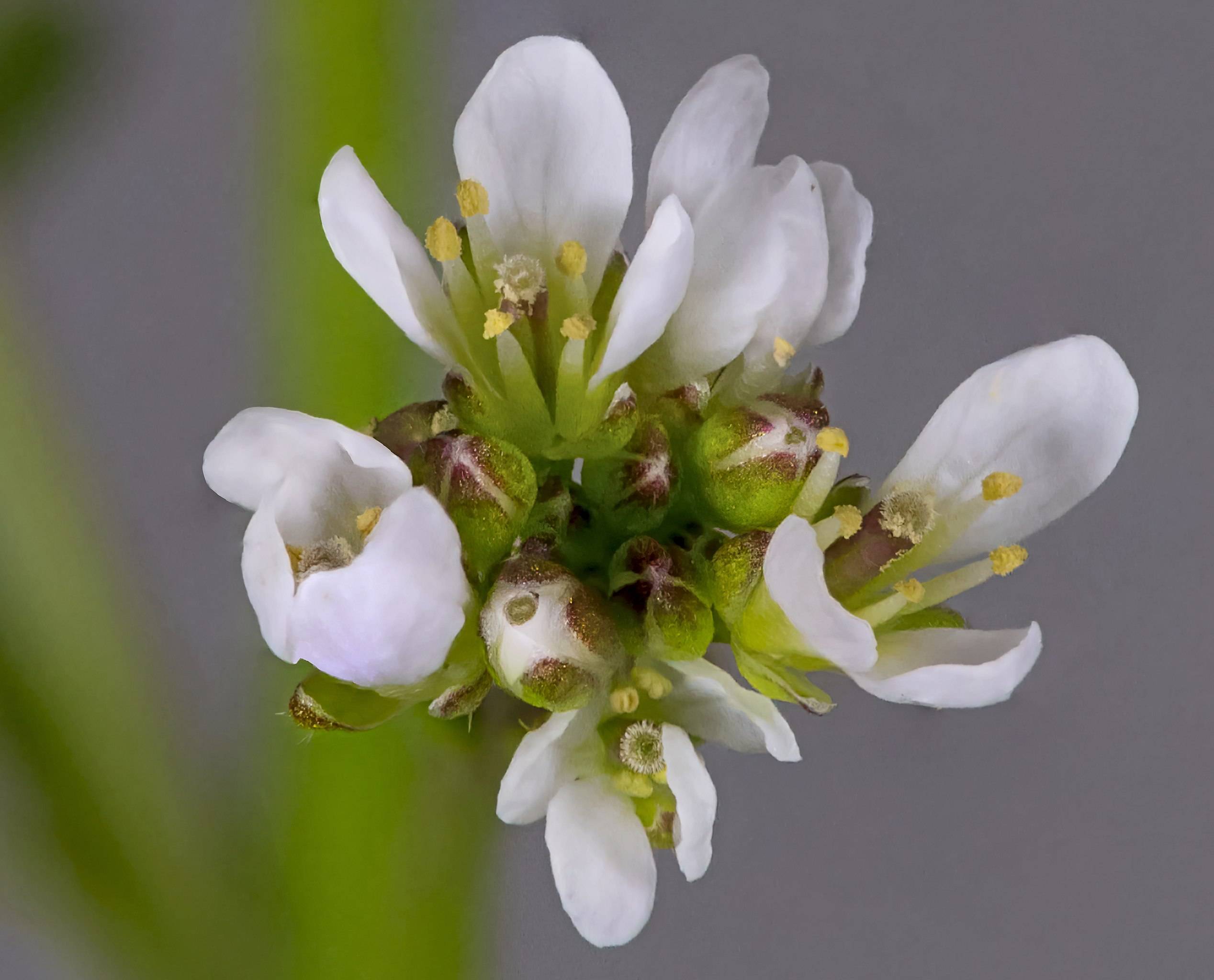 white flowers with lime-white filaments, yellow anthers, white buds and lime-purple sepals
