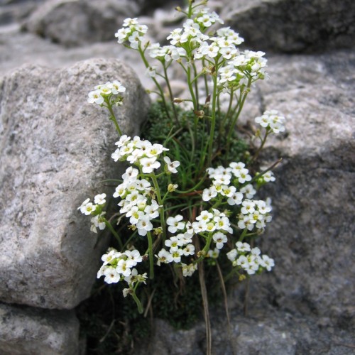White flower with lime-yellow center, lime buds, green stem and leaves.