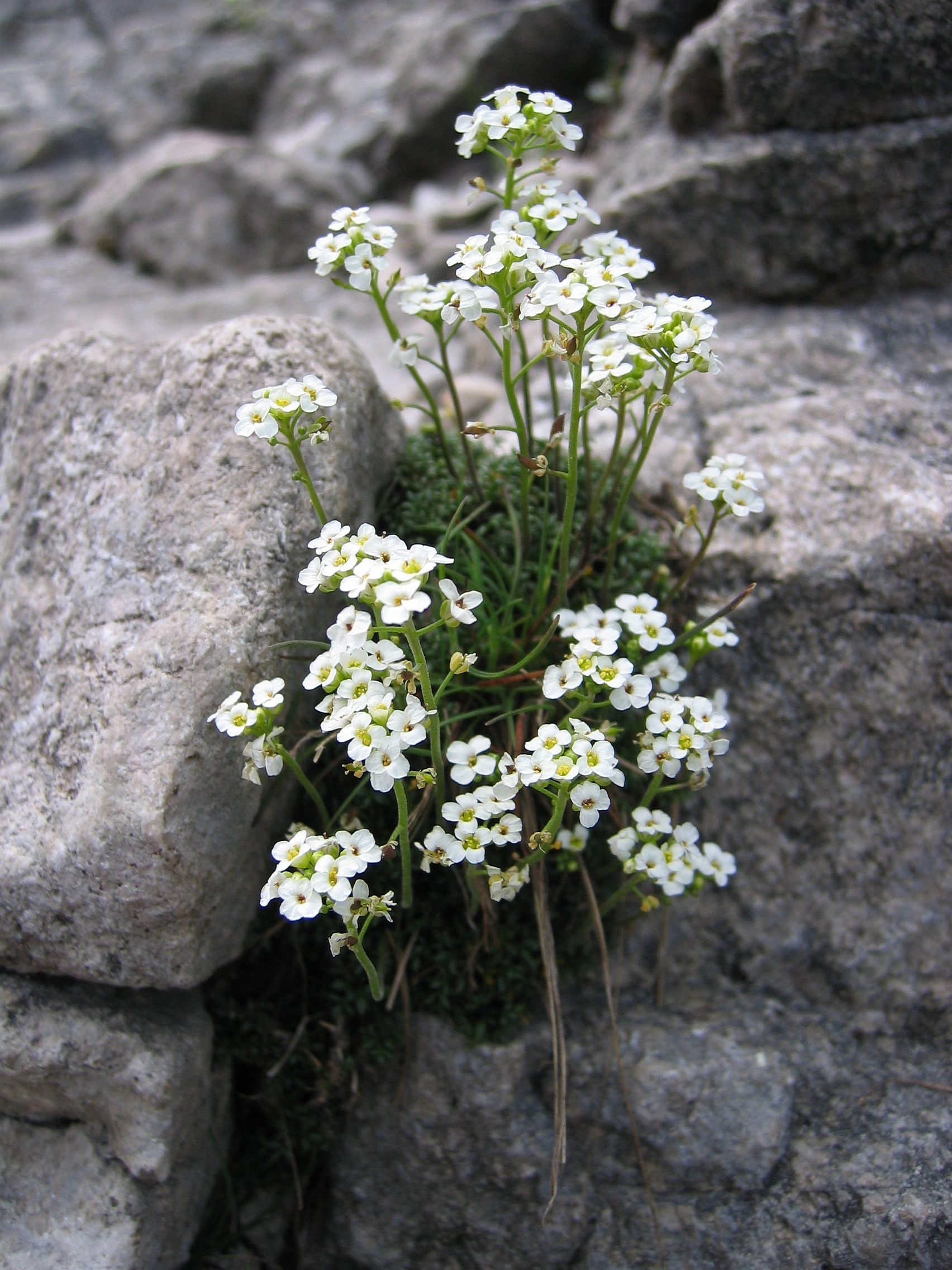 white flowers with yellow center, green leaves and stems