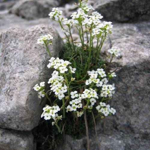 white flowers with yellow center, green leaves and stems