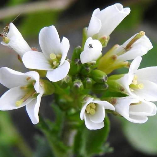 white flowers with yellow anthers, green buds, leaves and green stems