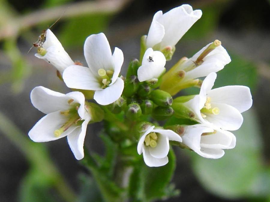 white flowers with yellow anthers, green buds, leaves and green stems