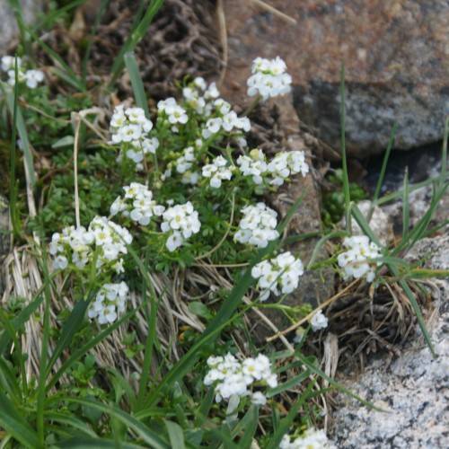 white flowers with yellow center, green leaves and beige stems