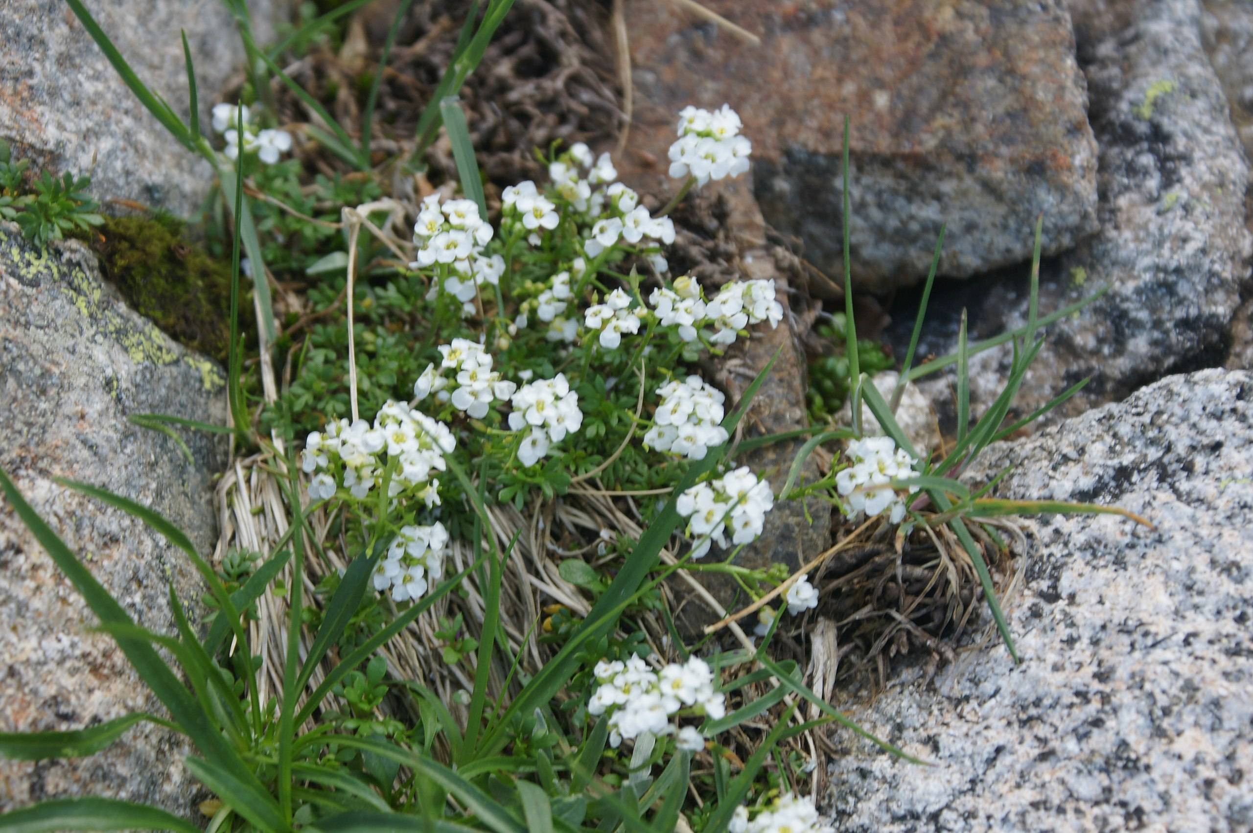 white flowers with yellow center, green leaves and beige stems