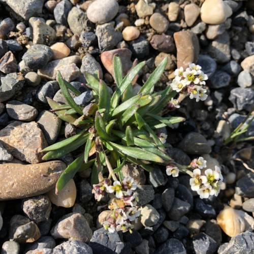 white flower with yellow center, beige stem and green leaves.
