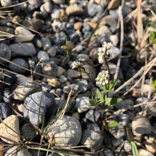 white flowers with yellow center, green leaves and brown stems