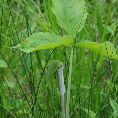 Lime-green stalk with palmate green leave and hooded striped green-purple spathe.